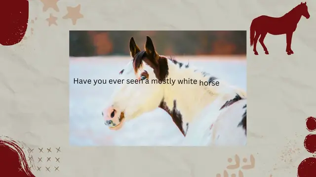 'Video thumbnail for The Rare Medicine Hat Paint Horse'