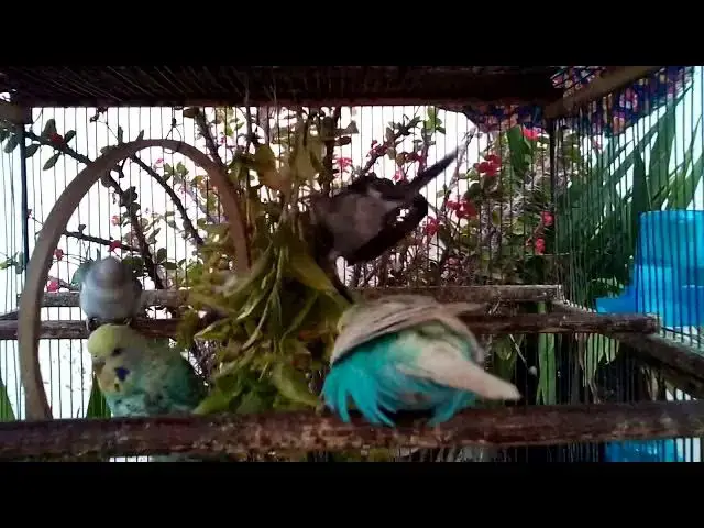 'Video thumbnail for Budgie Bath Time   Splish Splash Happiness! 🛁💦 #BathTime #WaterFun'
