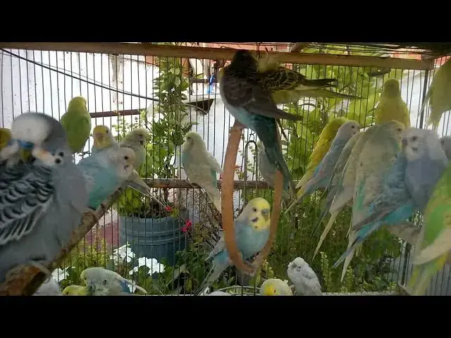 'Video thumbnail for Rainbow Budgies Bringing the LOLs Cutest Moments Ever! 🥰💛 #FunnyVideos'