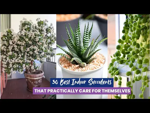 'Video thumbnail for 30 Best Indoor Succulents That Practically Care for Themselves'