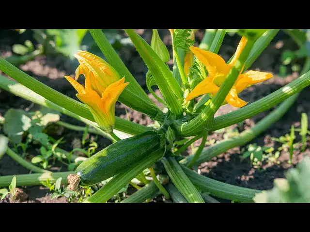 'Video thumbnail for Avoid These 10 Common Gardening Mistakes With Zucchini'