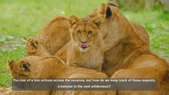 'Video thumbnail for 10 High-Tech Ways to Track Lions in the Wild'