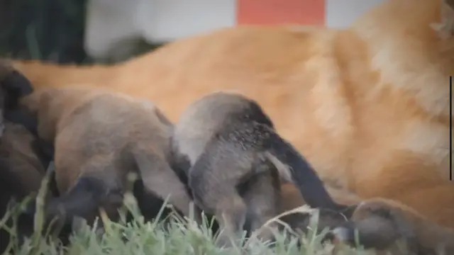 'Video thumbnail for Managing Mastitis in Dogs: Home Remedies and Prevention Tips'