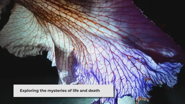 'Video thumbnail for Near Death Experiences: Exploring the Boundary Between Life and Death'