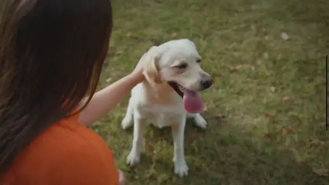 'Video thumbnail for Adorable and Funny Dogs: A Delightful World of Canine Cuteness'
