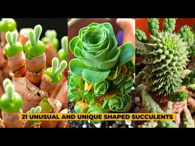 'Video thumbnail for 21 Unusual and Unique Shaped Succulents'