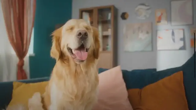 'Video thumbnail for How Long Should Golden Retrievers Walk Daily?'