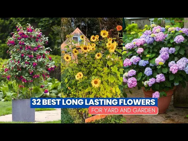 'Video thumbnail for 32 Best Long Lasting Flowers for Yard and Garden'