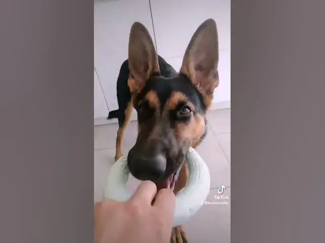 'Video thumbnail for #happydog #happy #gsd #gsdpuppy #baloocreate #germanshepherd'