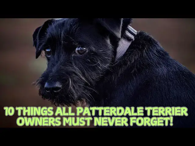 'Video thumbnail for 10 Things All Patterdale Terrier Owners Must Never Forget! π'