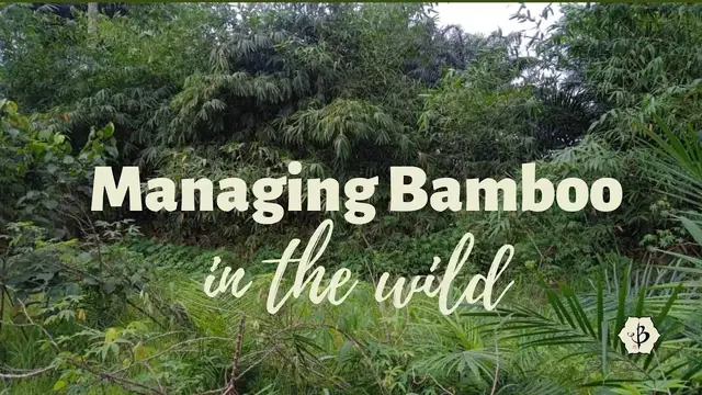 'Video thumbnail for Wild Bamboo: A valuable renewable resource'