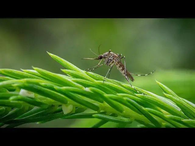 'Video thumbnail for 8 Mosquito-Repelling Plants to Keep Your Yard Pest-Free'