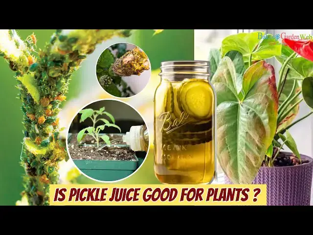 'Video thumbnail for Is Pickle Juice Good for Plants 7 Pickle Juice Uses for Garden'