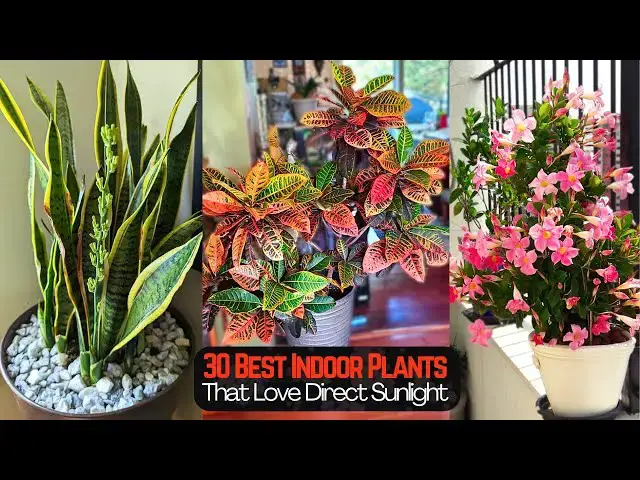 'Video thumbnail for 30 Best Indoor Plants That Love Direct Sunlight'