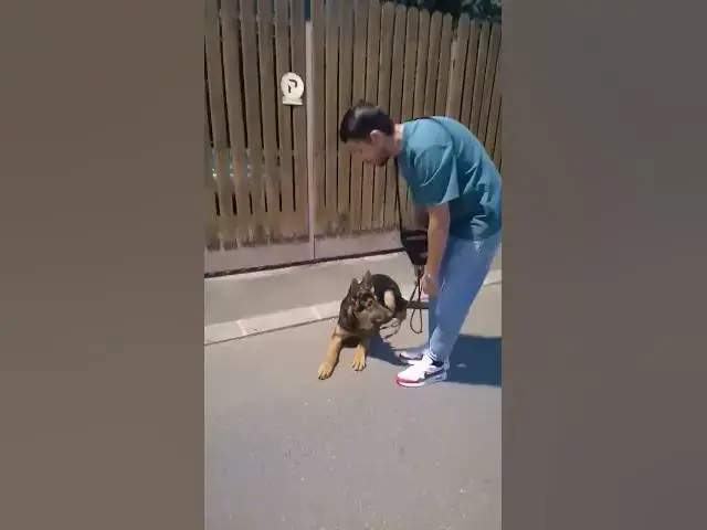 'Video thumbnail for #happydog #happy #woof #pet #puppy #germanshepherd #baloocreate #gsd #gsdpuppy'