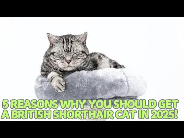 'Video thumbnail for 5 Reasons Why You Should Get a British Shorthair Cat in 2025! π±'