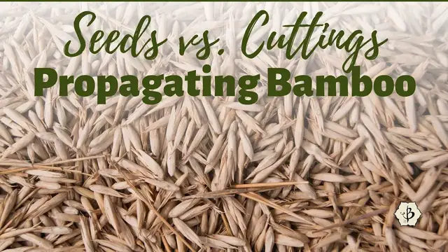'Video thumbnail for Bamboo Seeds and Propagation'