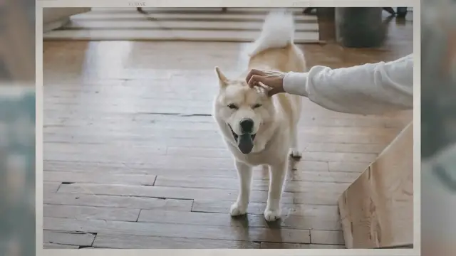 'Video thumbnail for Can a Dog Eat a Starburst? Unveiling the Truth Behind Canine Taste Buds and the Safety of Starbursts'