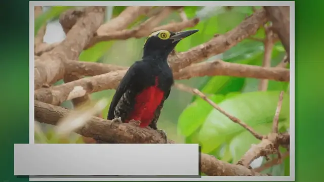 'Video thumbnail for La Cumbre de Biodiversidad más grande del mundo se realizará en Colombia'