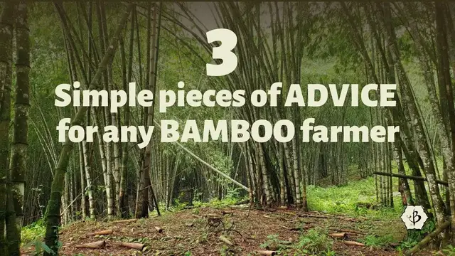 'Video thumbnail for 3 pieces of advice for bamboo farmers'