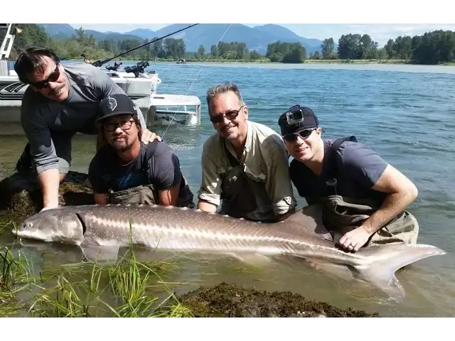 'Video thumbnail for Sturgeon Fishing Highlights - Fraser River'