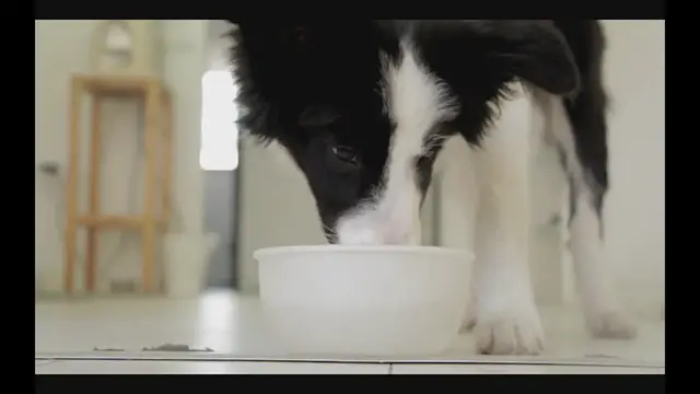 'Video thumbnail for Ziwi Peak for Puppies: The Truth About This Premium Dog Food!'