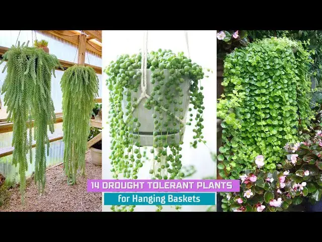 'Video thumbnail for 14 Drought Tolerant Plants for Hanging Baskets'