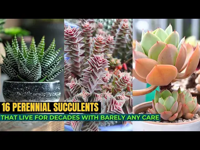'Video thumbnail for 16 Perennial Succulents That Live for Decades With Barely Any Care'
