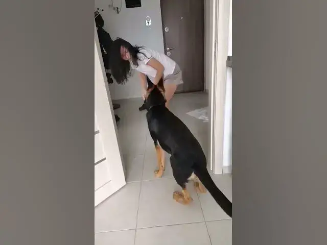 'Video thumbnail for #dog #gsd #gsdpuppy #happy #happydog #love #germanshepherd #baloocreate'