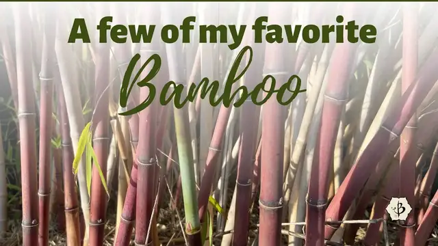 'Video thumbnail for My Favorite Bamboo Species'