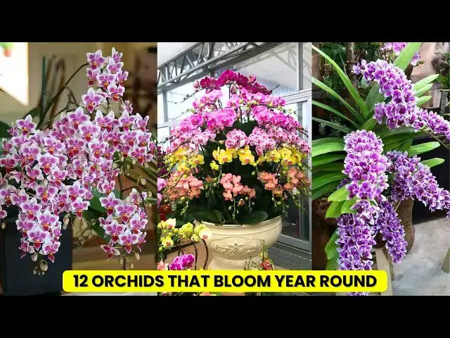 'Video thumbnail for 12 Orchids that Bloom Year Round'