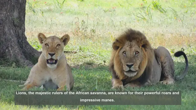 'Video thumbnail for 10 Surprising Ways Lions Mark Their Territory'