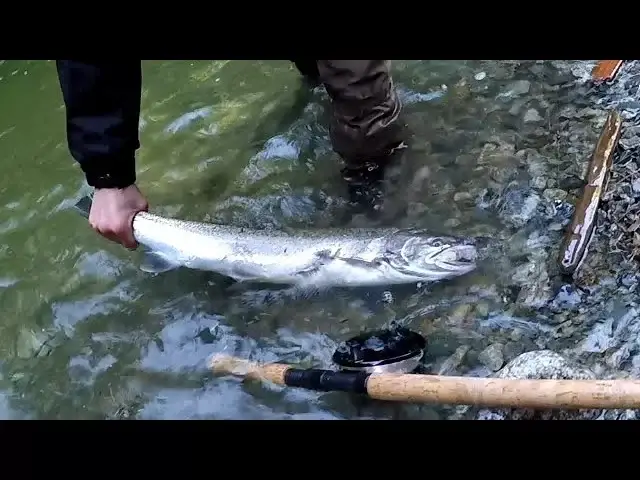 'Video thumbnail for Riley Winter Steelhead - Capilano River - April 2, 2018'