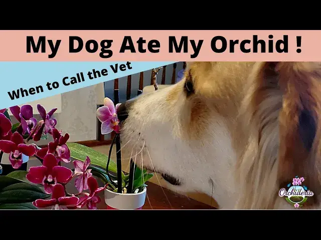 'Video thumbnail for 4 Reasons Why Orchids Can be Harmful to Dogs'
