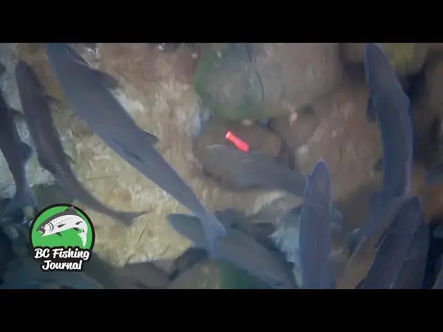 'Video thumbnail for Exploring Central Vancouver Island in 12 hours - Campbell River to Nanaimo'