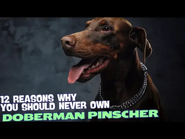 'Video thumbnail for 12 Reasons Why You Should Never Own a Doberman Pinscher πΎ'