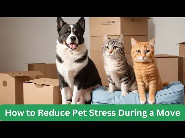 'Video thumbnail for How to Reduce Pet Stress During a Move 10 Expert Tips'
