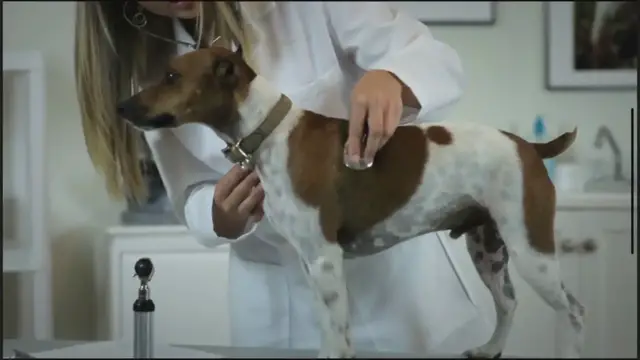 'Video thumbnail for Golden Retriever Grooming Guide: How Often Do They Need Haircuts?'