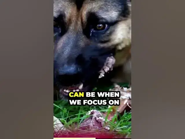 'Video thumbnail for German Shepherds are known for their loyalty, intelligence,'