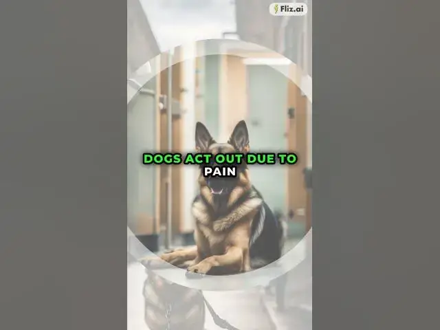 'Video thumbnail for BFF Gsd #blog #gsd #pets'