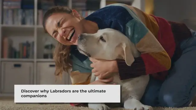 'Video thumbnail for Why Labradors Are the Perfect Pet: Unveiling Their Unique Traits'