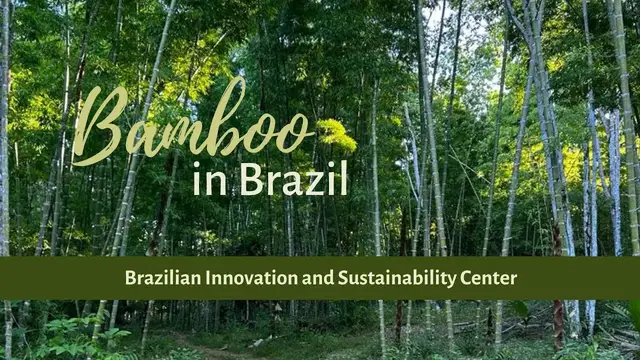 'Video thumbnail for Bamboo in Brazil with the Brazilian Innovation and Sustainability Center'