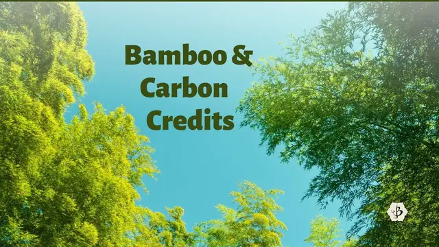 'Video thumbnail for Bamboo and Carbon Credits'