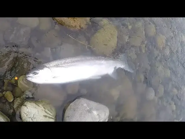'Video thumbnail for Subscriber's Winter Steelhead on the Vedder River'