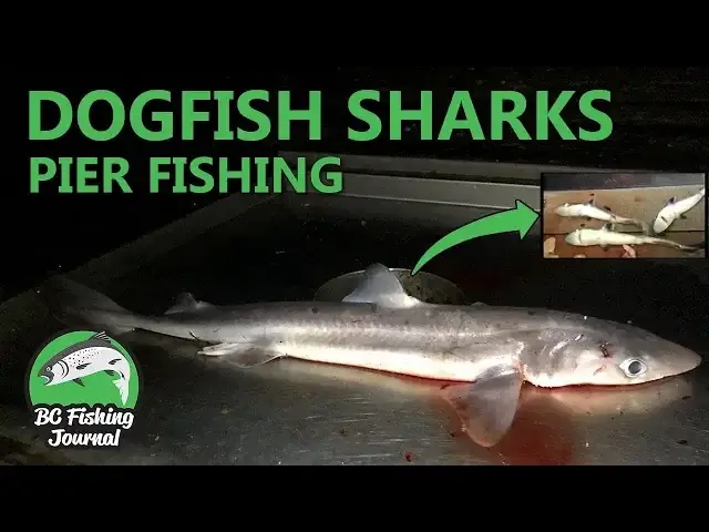 'Video thumbnail for Pier Fishing for Dogfish & SHARK BABIES!'