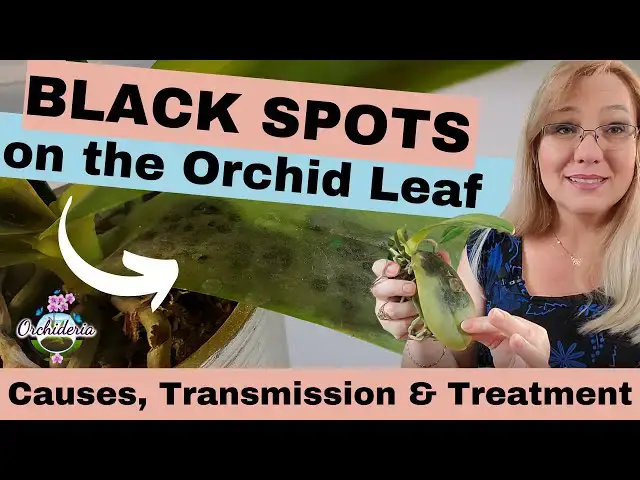 'Video thumbnail for Black Spots on My Orchid Leaf: Should I be Worried?'