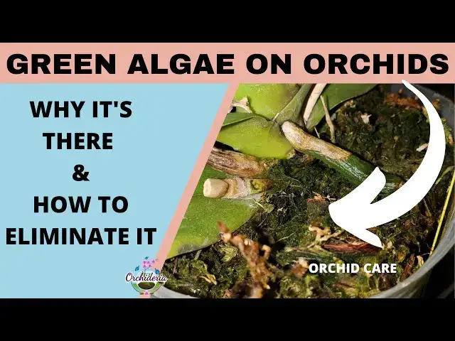 'Video thumbnail for Tricks & Tips to Eliminate Green Algae in Your Potting Medium'