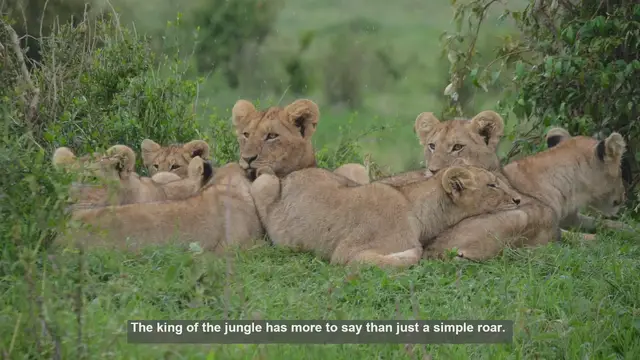 'Video thumbnail for 10 Lion Sounds: Decoding the Language of the Pride'