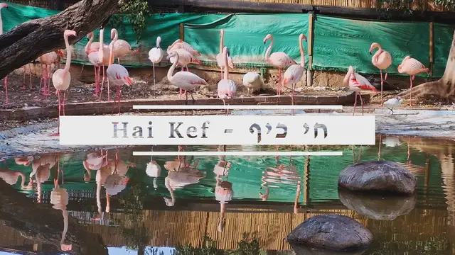 'Video thumbnail for Hai Kef'