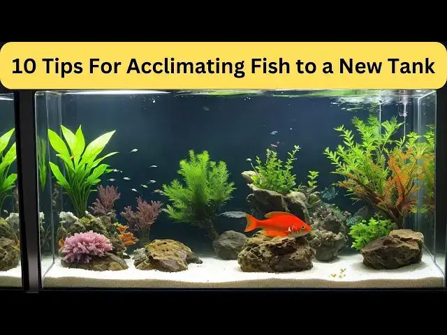 'Video thumbnail for 10 Tips For Acclimating Fish to a New Tank: Step-by-Step Guide for a Safe Transition'
